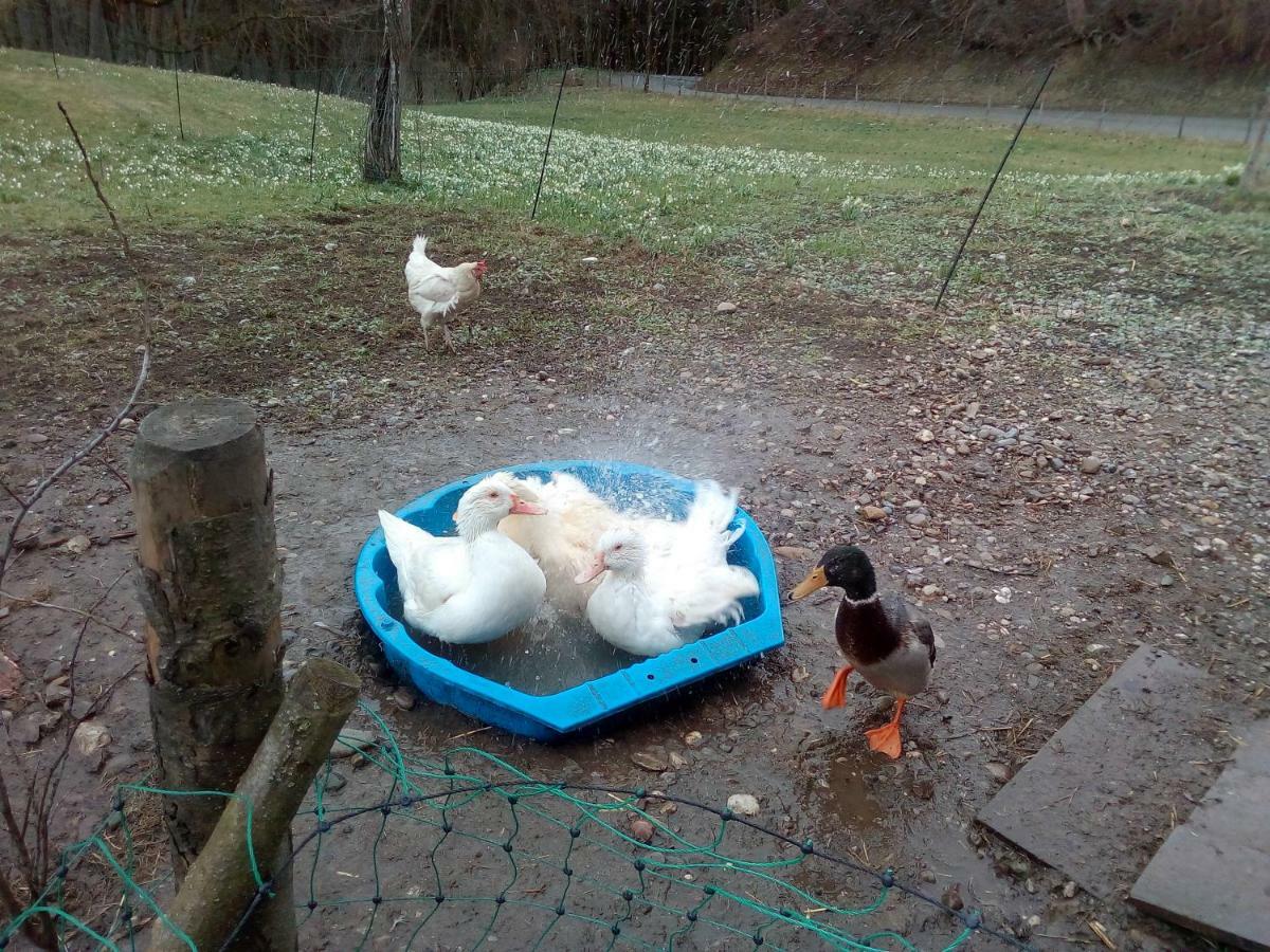 Ferienwohnung Auf Dem Lechsberg Fuchstal Екстер'єр фото